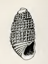 <i>Odostomia inconspicua</i> Species of gastropod