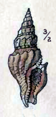 <i>Oenopota cinerea</i> Species of gastropod