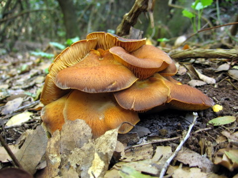 File:Omphalotus olearius2.JPG