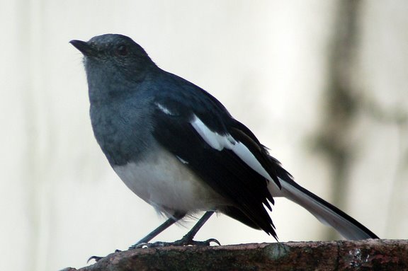 File:Oriental magpie robin.JPG