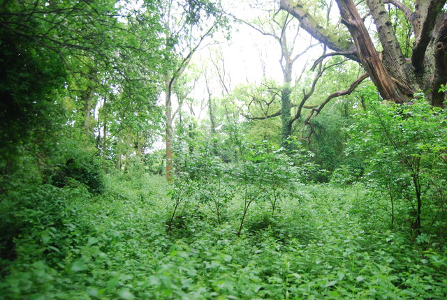 File:Outwood Common - geograph.org.uk - 3609334.jpg