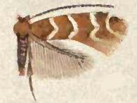 <i>Phyllonorycter mariaeella</i> Species of moth