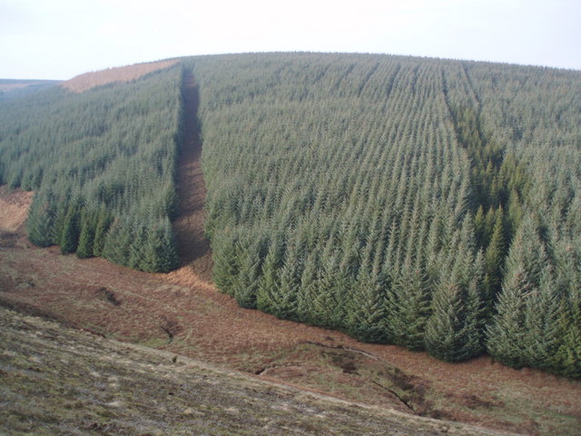 File:Picea Sitchensis - geograph.org.uk - 332728.jpg