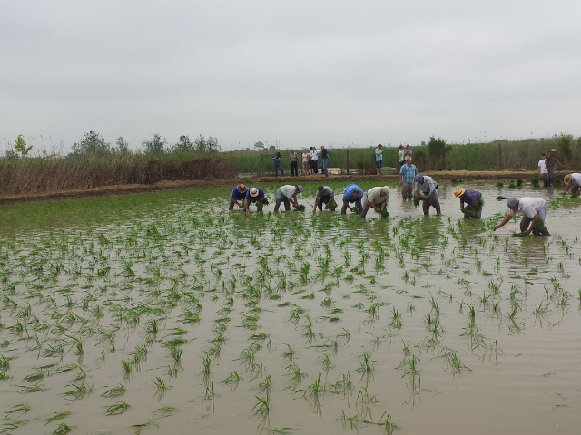 File:Plantació d'arròs al Delta de l'Ebre.jpg