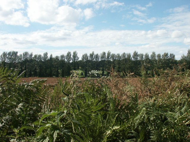 File:Poplars, Intwood - geograph.org.uk - 44802.jpg