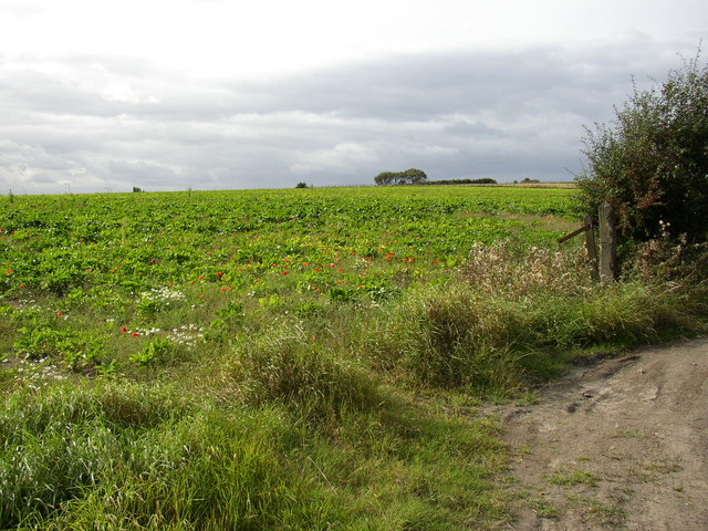 File:Poppies and brassicas, Knotty Lane, Lepton - geograph.org.uk - 558862.jpg