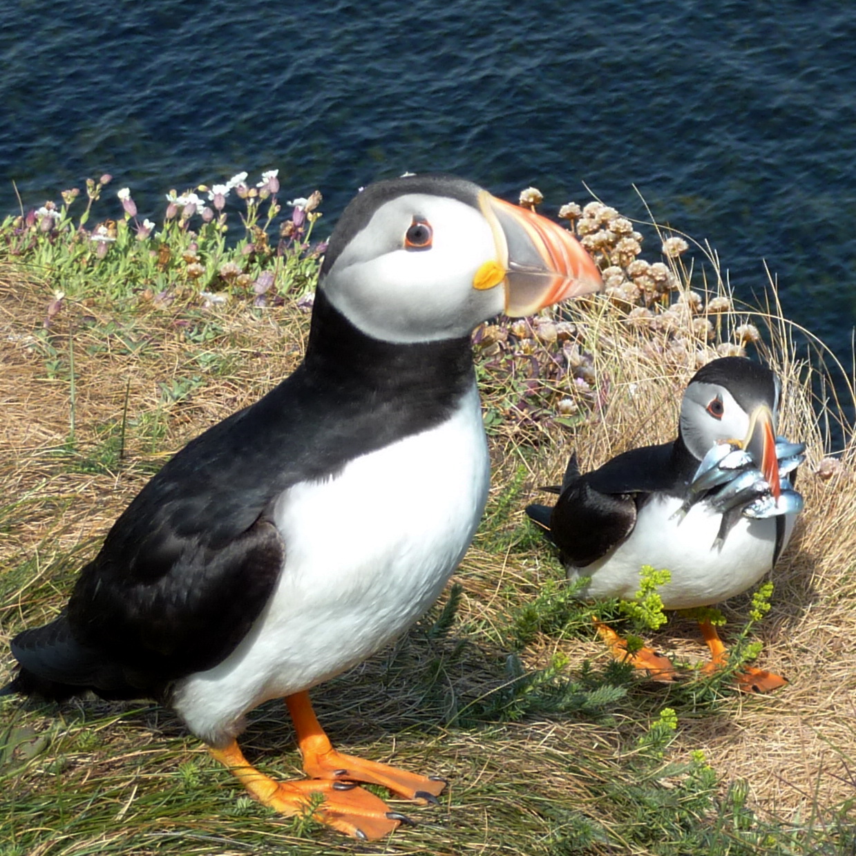 Everyone loves puffins. So how are these adorable seabirds faring