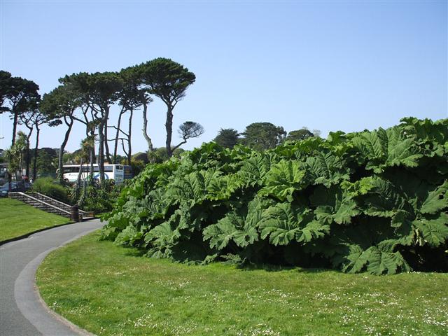 File:Queen Mary Gardens, Falmouth - geograph.org.uk - 465539.jpg