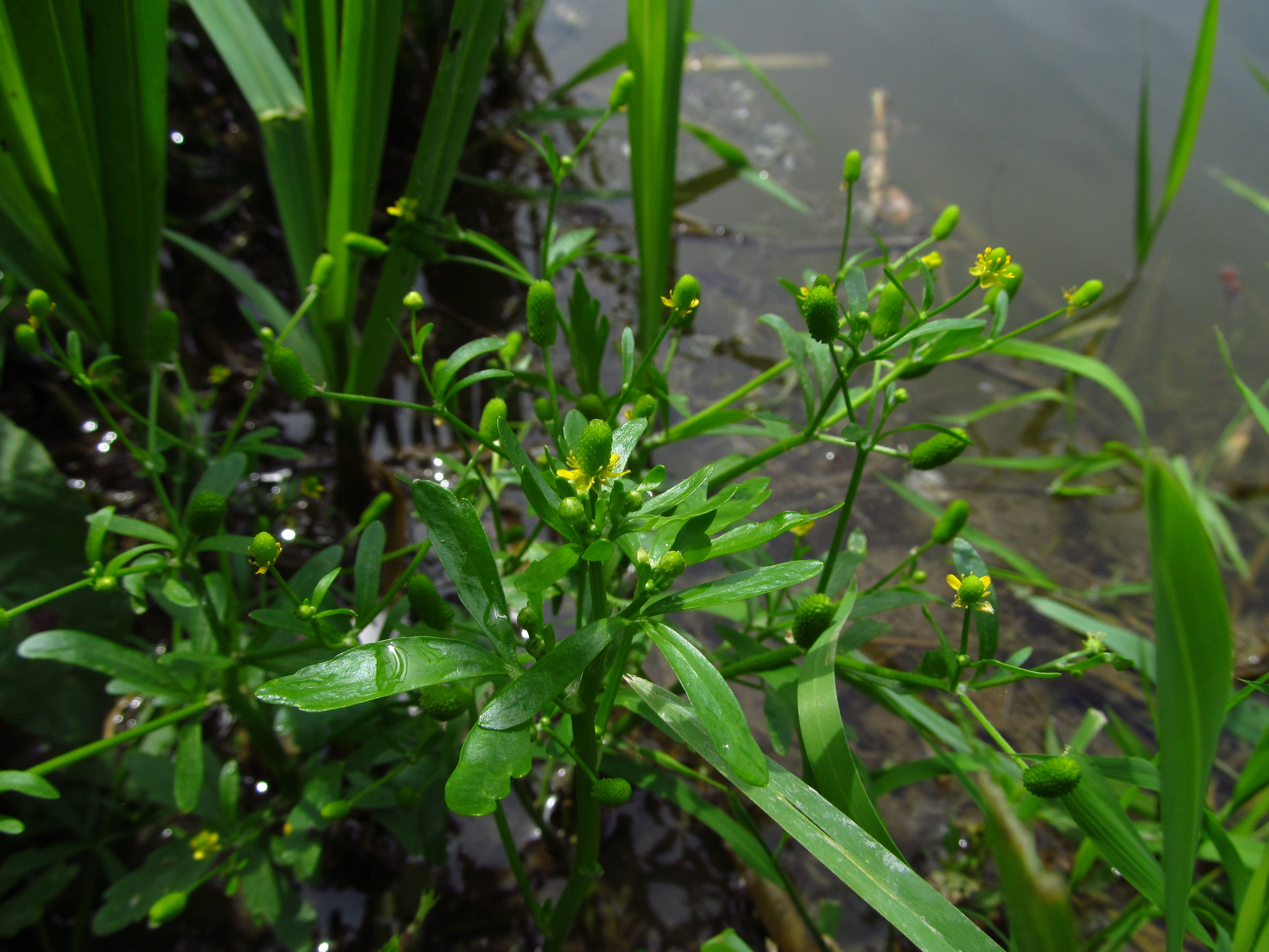 Ranunculus graminifolia