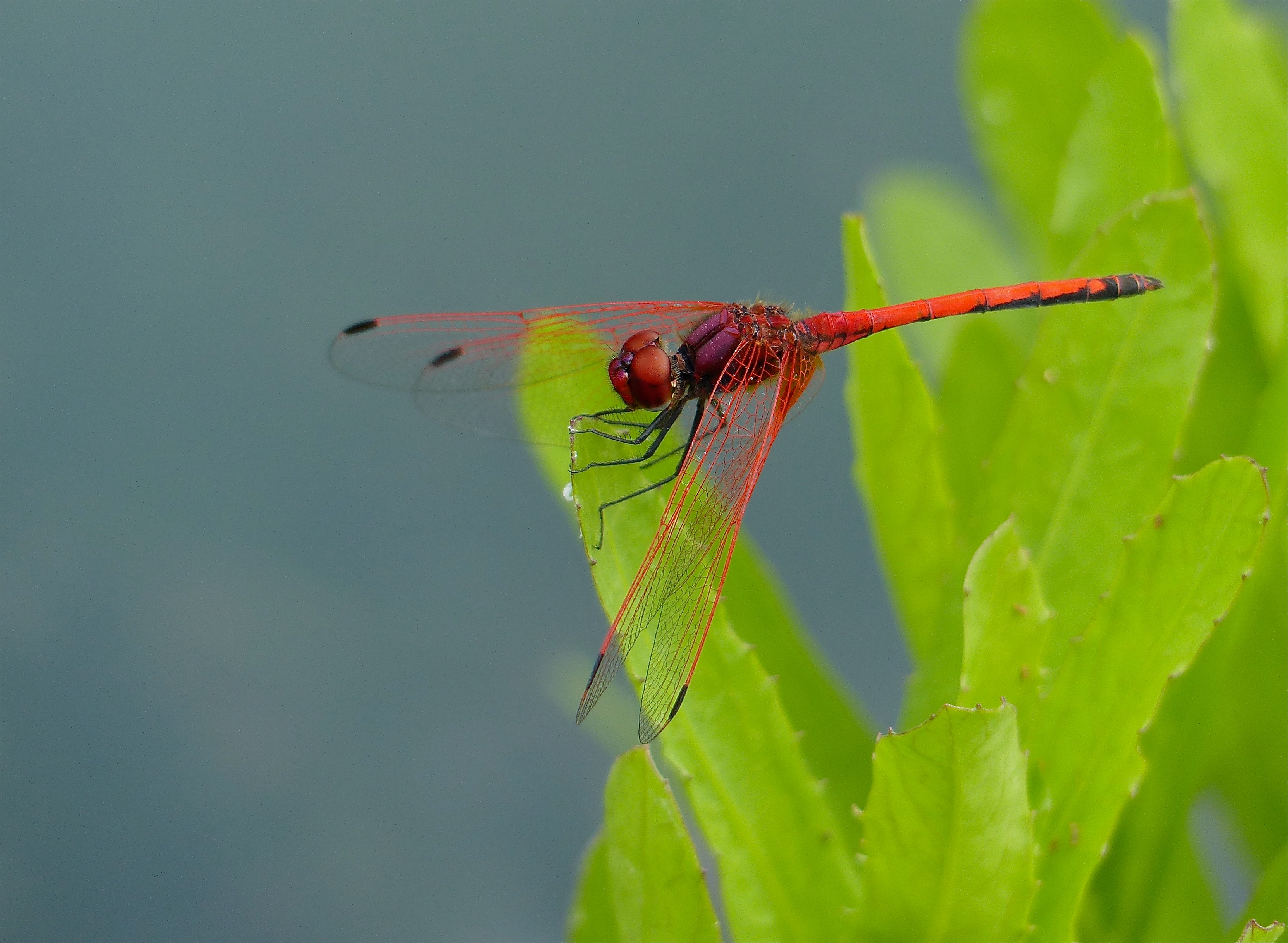 Red Dragonfly in Otaki- US Shipping Only