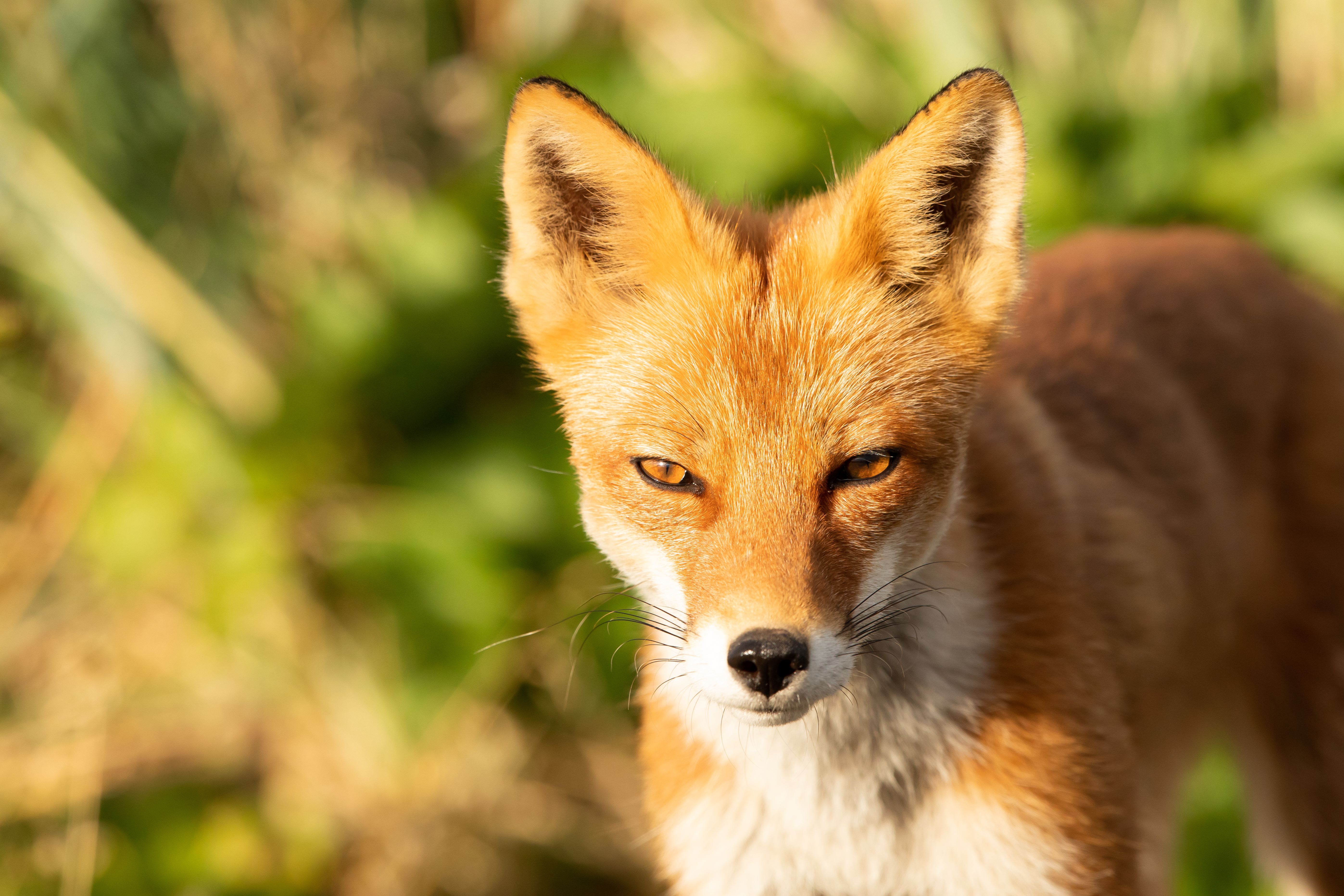 Red fox videos