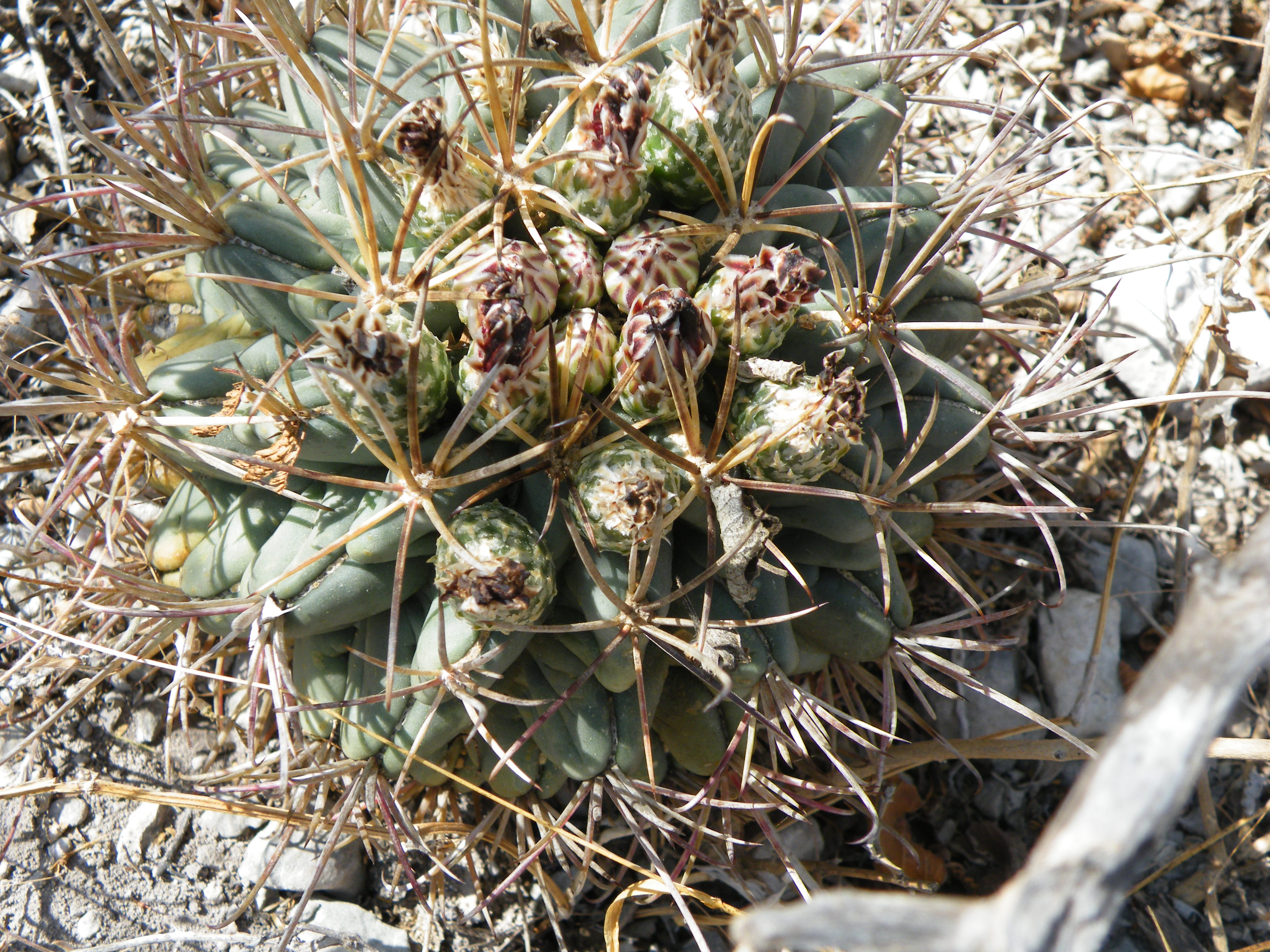Sclerocactus uncinatus (5710885766).jpg