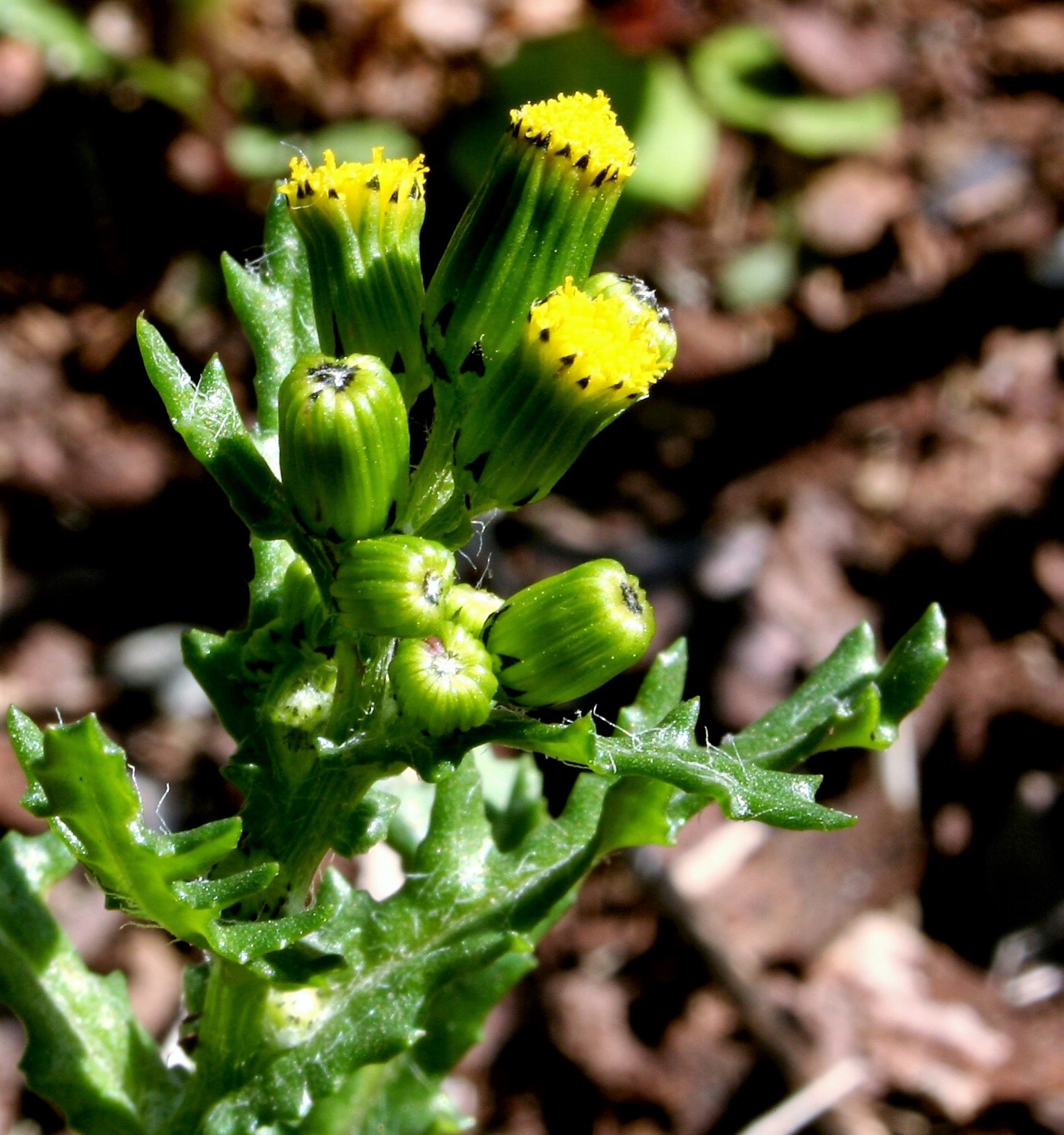 Vulgaris. Senecio vulgaris. Senecio angulatus. Senecio subdentatus Ledeb.