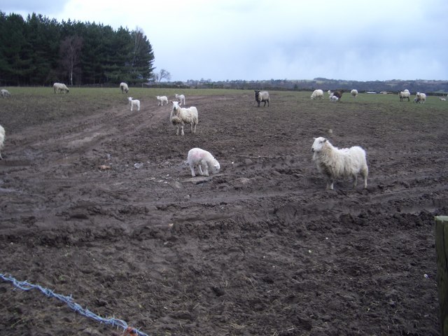 File:Sheep on Longway Bank - geograph.org.uk - 1771050.jpg