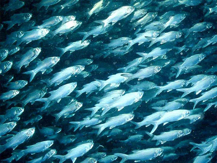 Forage fish - Wikipedia