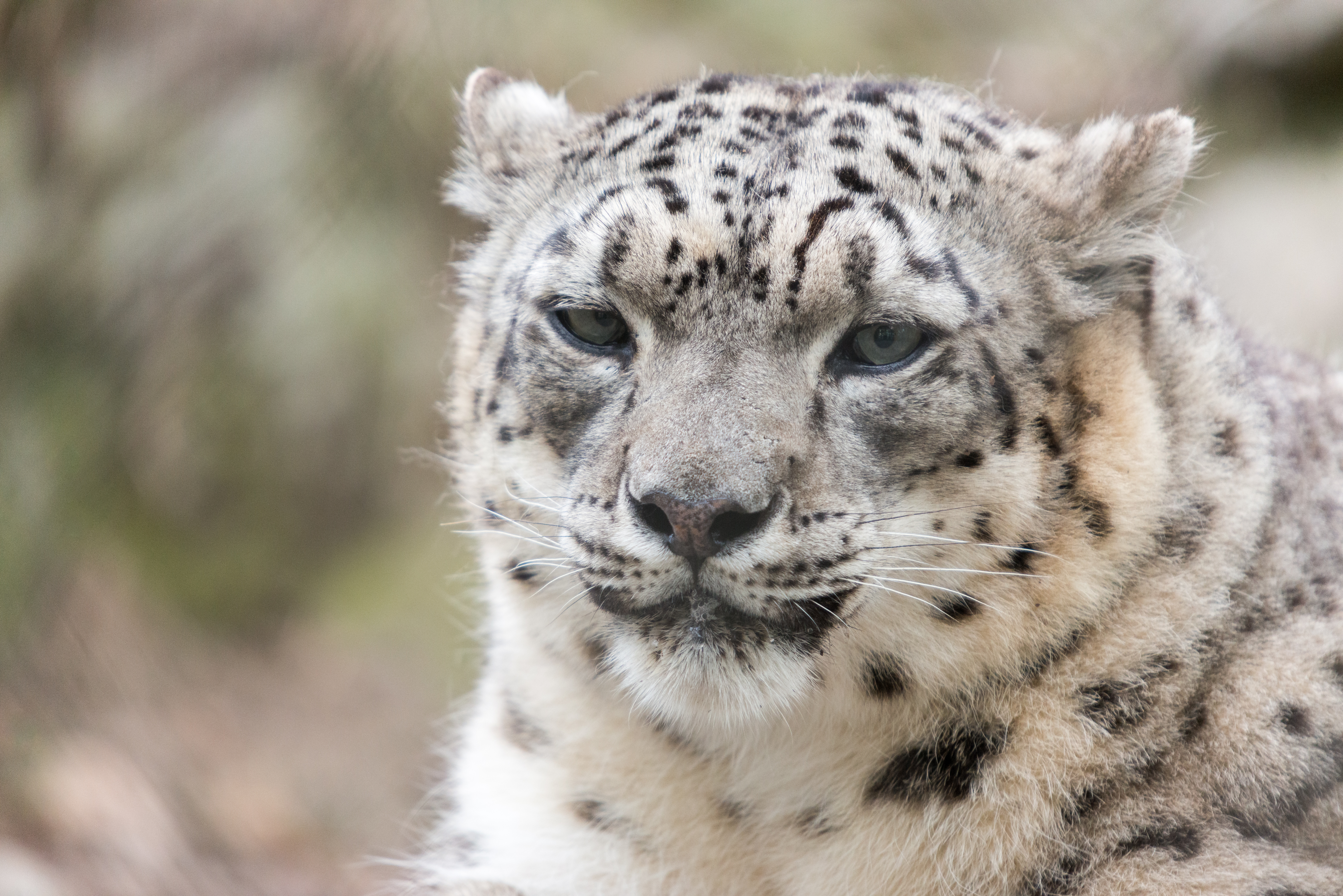 white snow leopard face