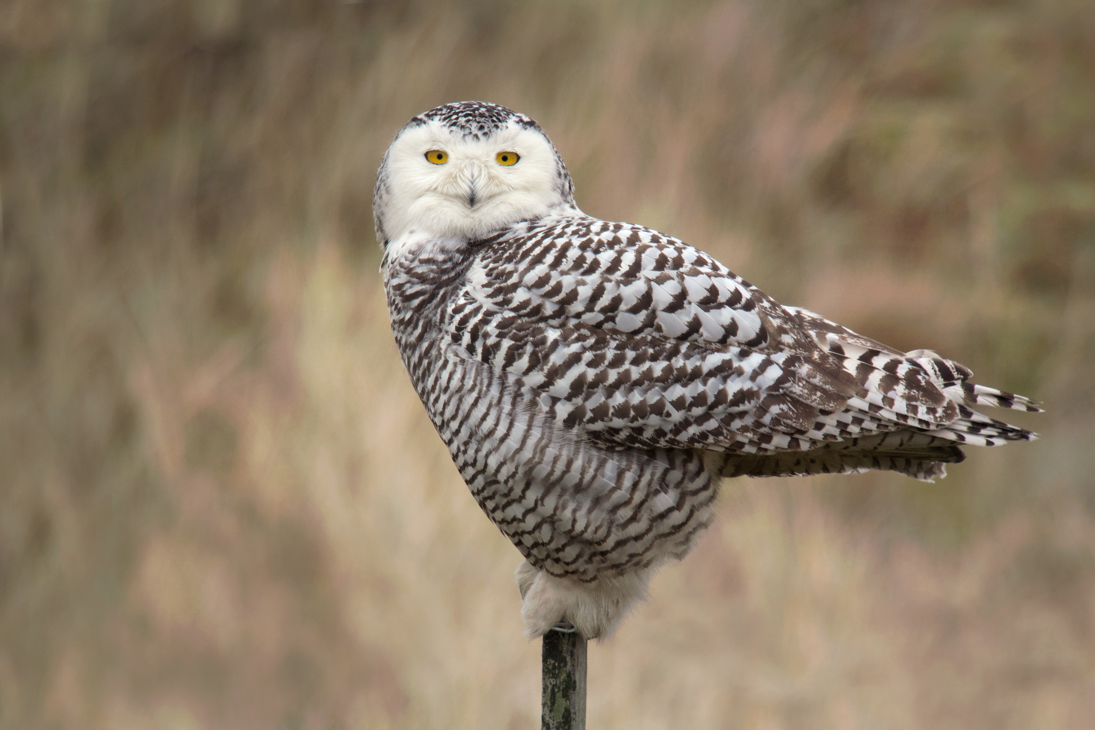 Snowy owl - Wikipedia