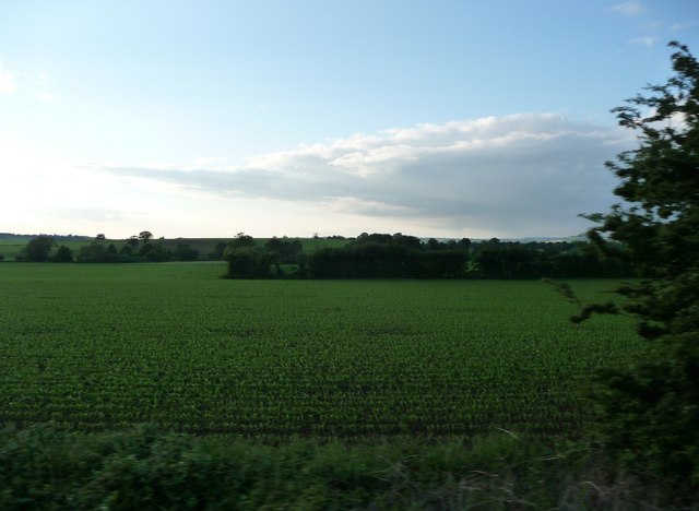 File:South Somerset , Field and Trees - geograph.org.uk - 1347283.jpg