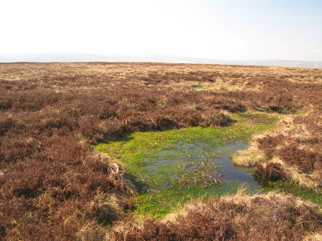 File:Spongey ground in the moorland south of Shorngate Cross - geograph.org.uk - 1248145.jpg