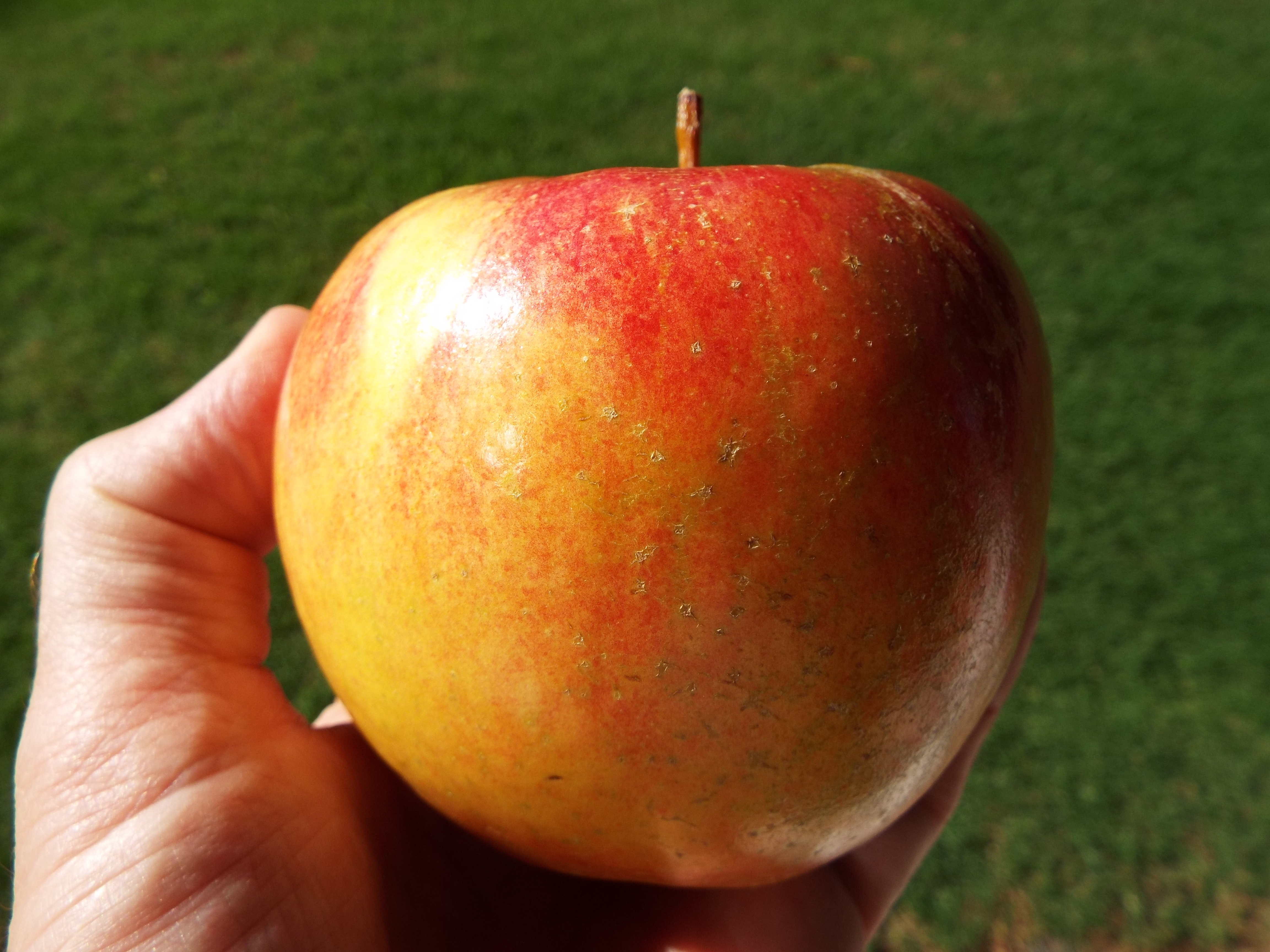Бребурн яблоня фото