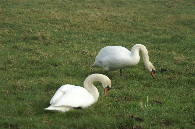 File:Swans On Tealham Moor - geograph.org.uk - 122860.jpg