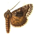 <i>Syngrapha u-aureum</i> species of insect