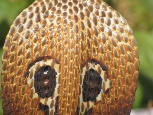 Cobra-indiana (Naja naja) · BioDiversity4All