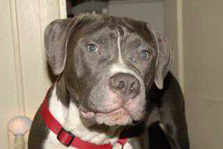 File:This is my pitbull Jasper in 2010 2013-10-08 23-14.jpg