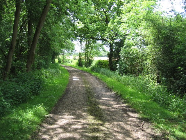 File:Track by Fox Covert - geograph.org.uk - 176394.jpg