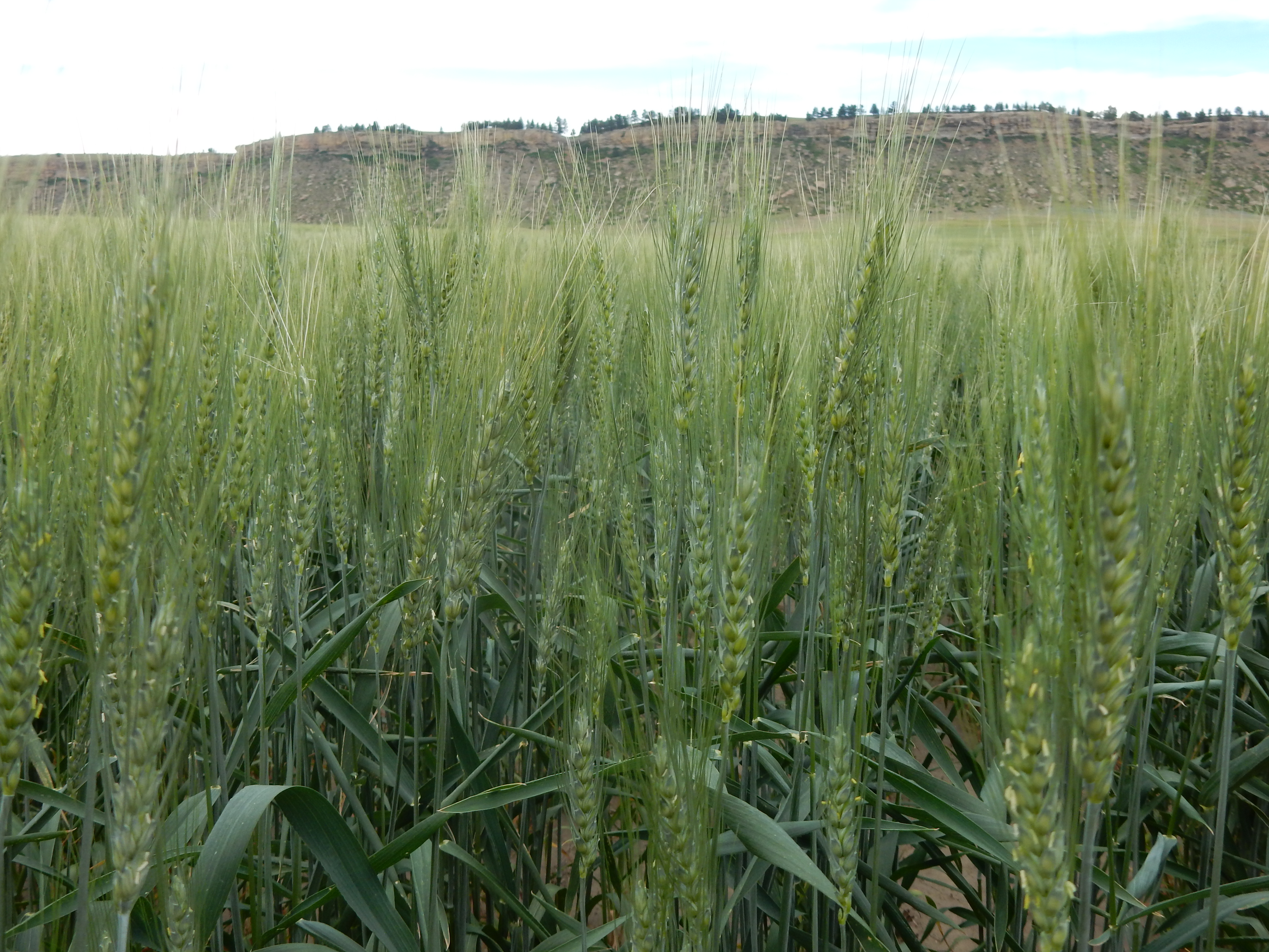 Triticum west