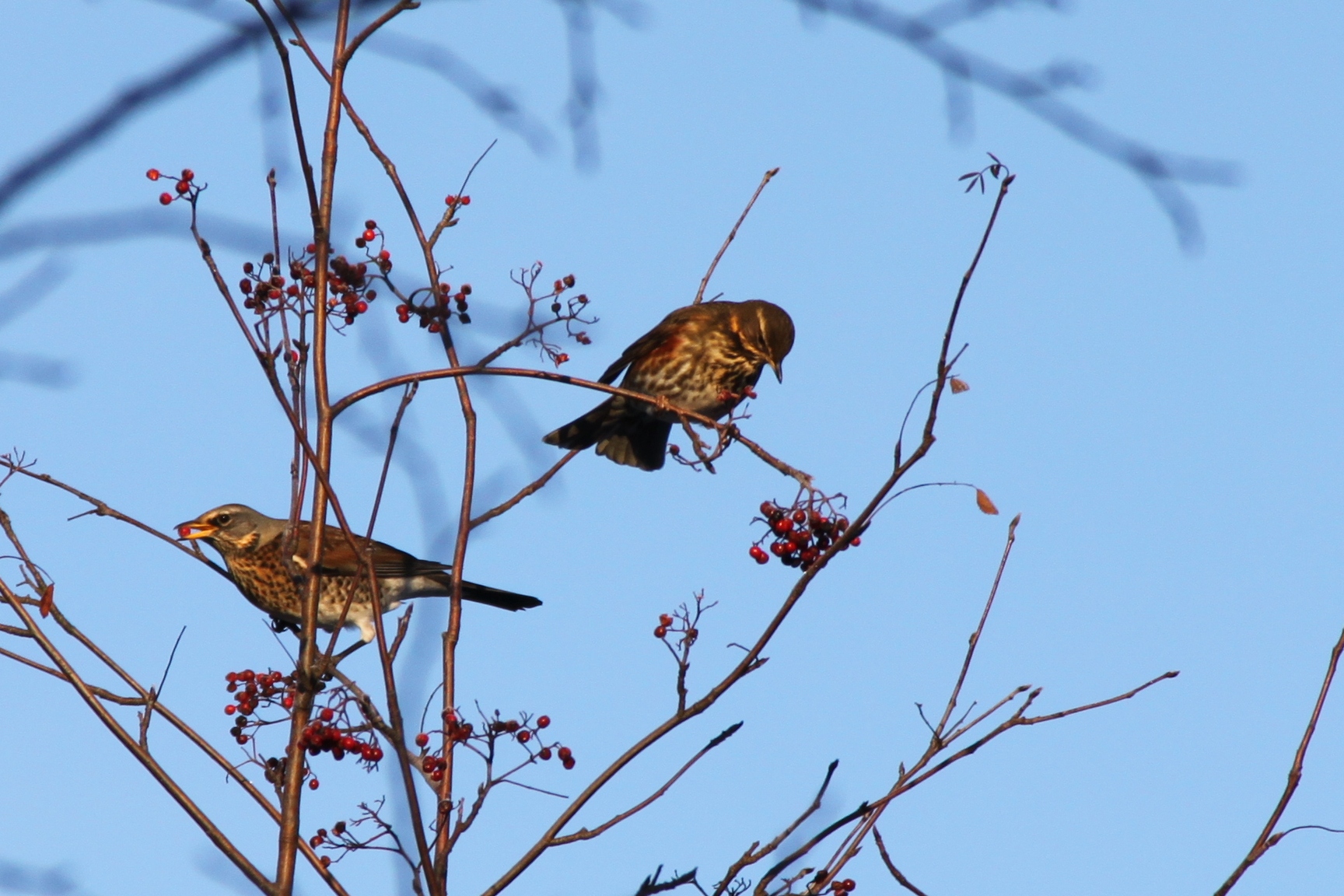 File:Turdus iliacus redwing rödvingetrast.JPG - Wikipedia