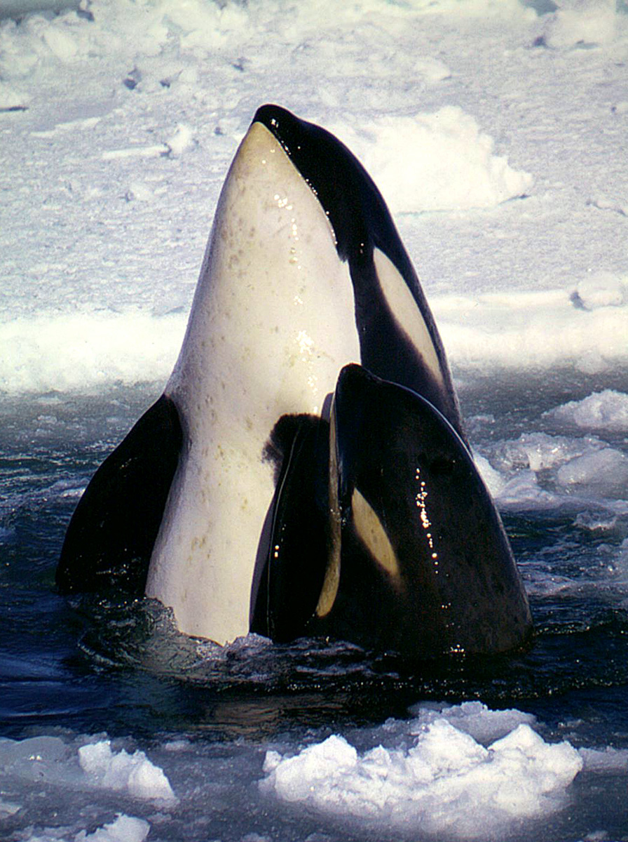 Orca types and populations - Wikipedia