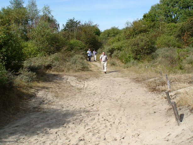 File:Voorne, dune landscape - panoramio.jpg