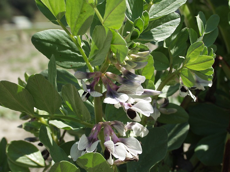 File:W soramame4031.jpg