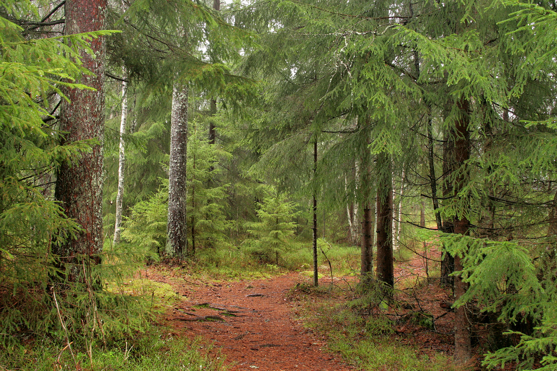 Near wood. Лесная глушь. Лес лето качество Приморье. Поляна без деревьев 16 bit. Oak and Glade Wallpaper 4k.