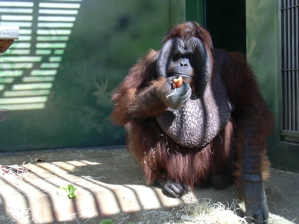 Zoo UL, Bornean orangutan, male Nunak.jpg