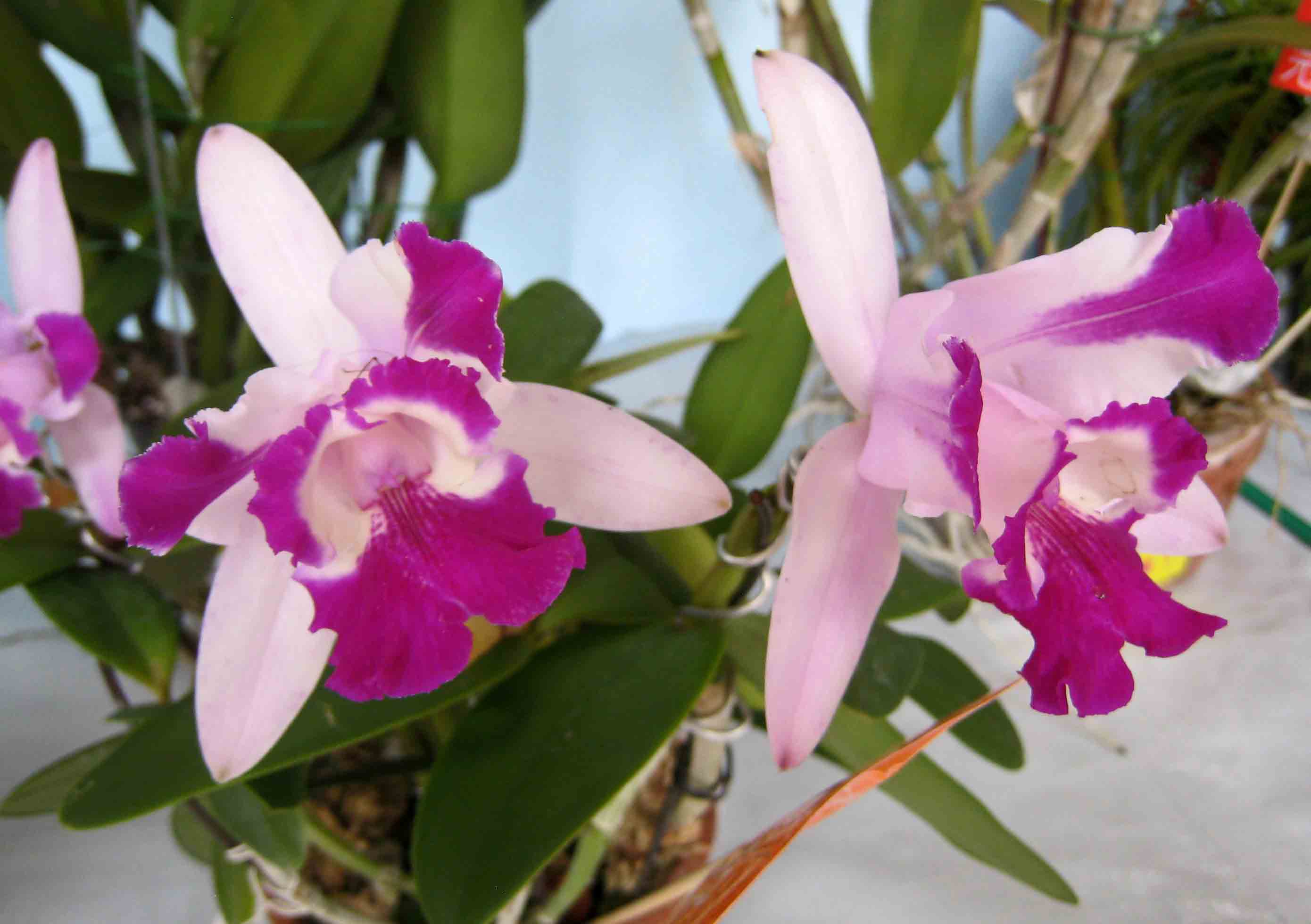 File:卡特蘭屬 Cattleya intermedia (flamea x aquinii) -香港青松觀