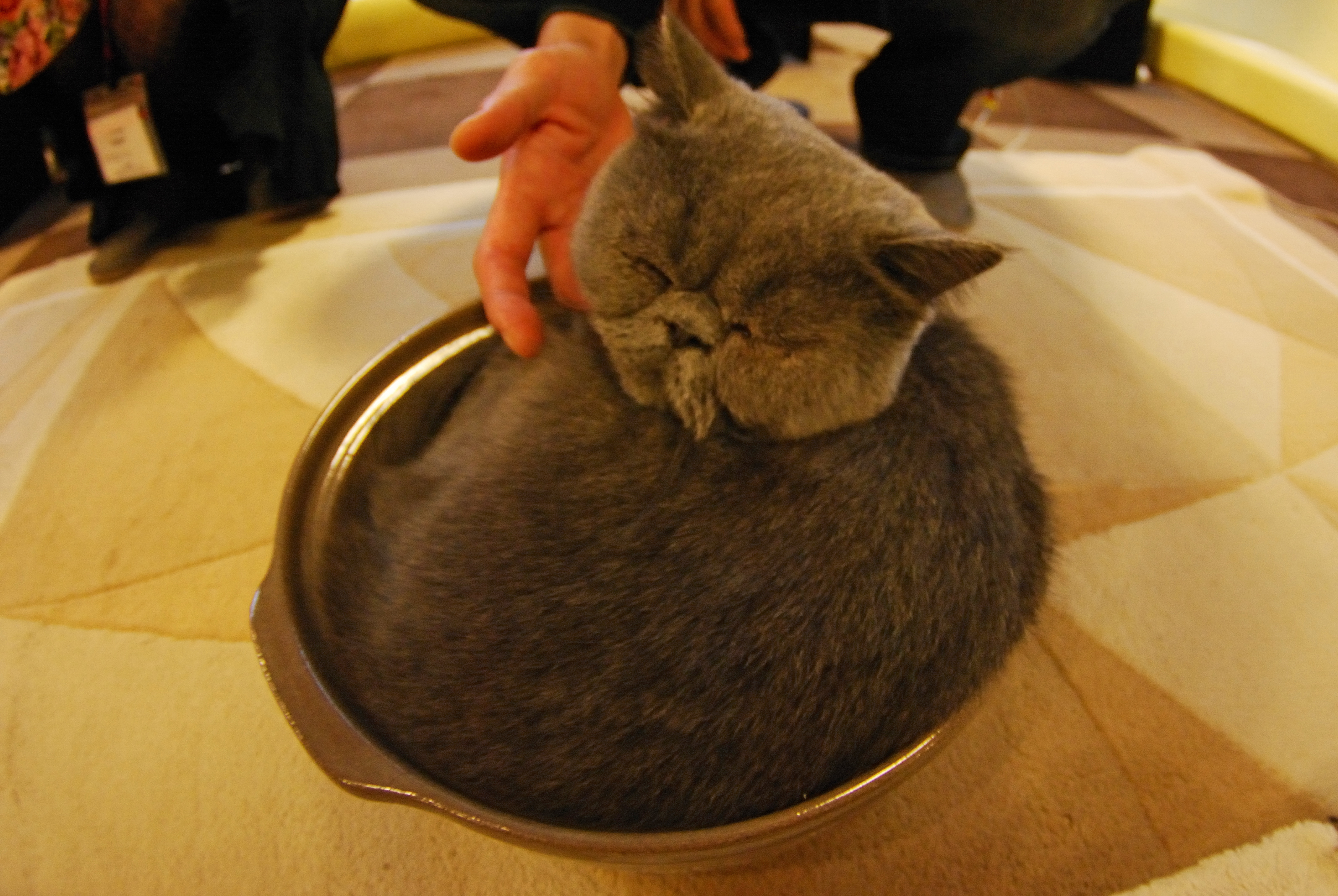 File ねこ鍋 Neko Nabe Jpg Wikimedia Commons