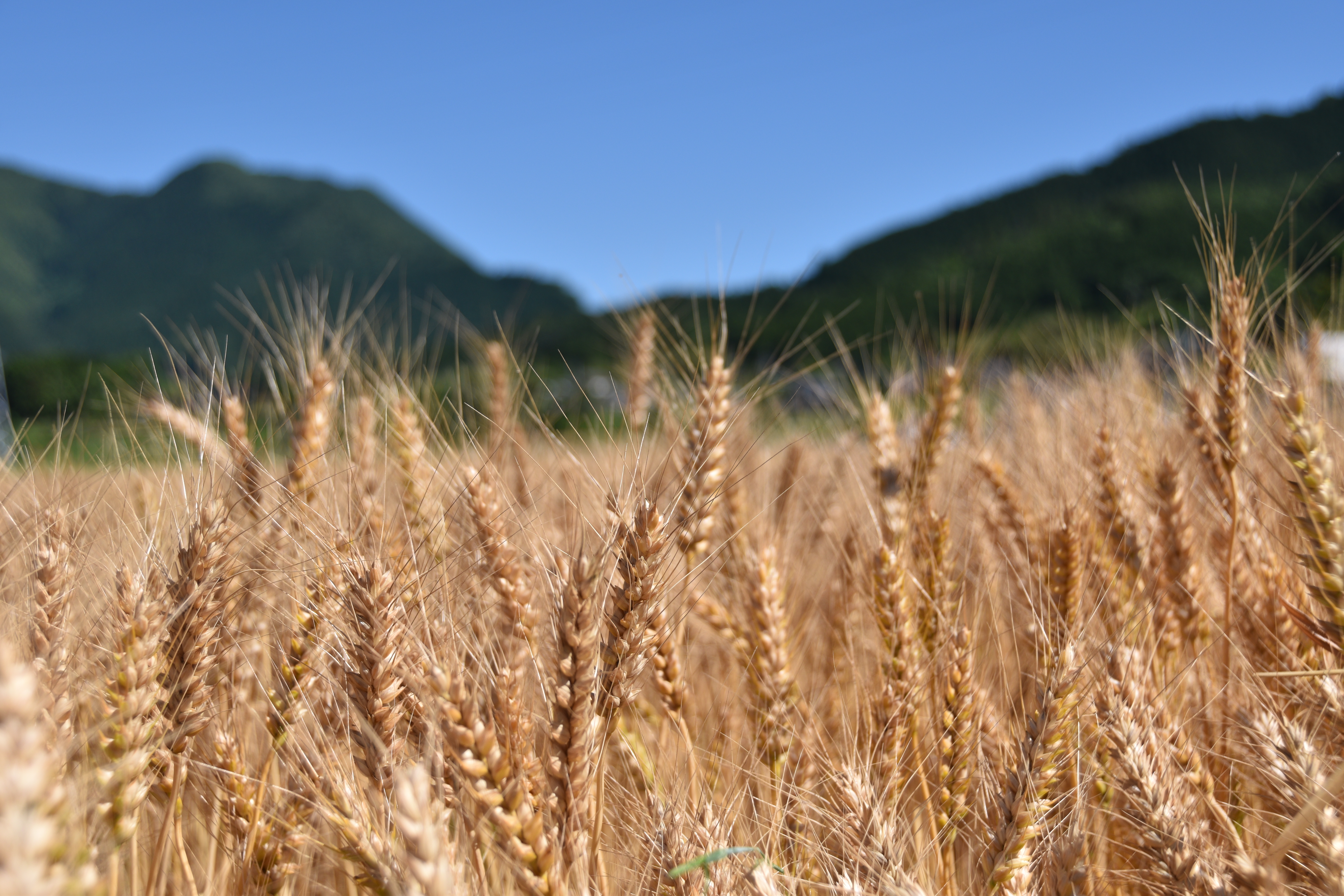 File 堀坂の黄金色の小麦 Jpg Wikimedia Commons
