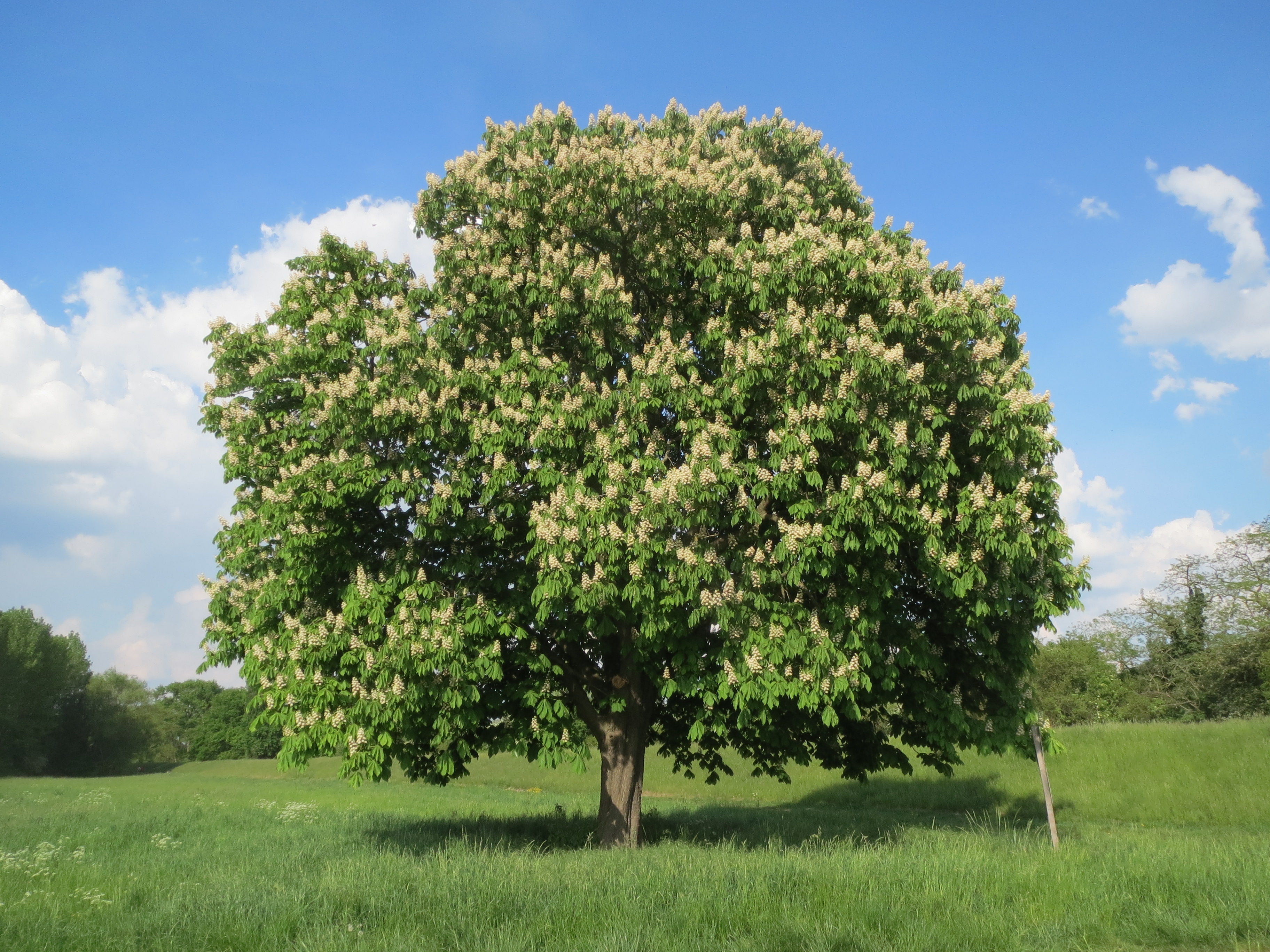 Aesculus — Wikipédia