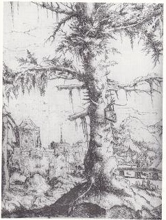 Albrecht Altdorfer - Шағын Fir.jpg