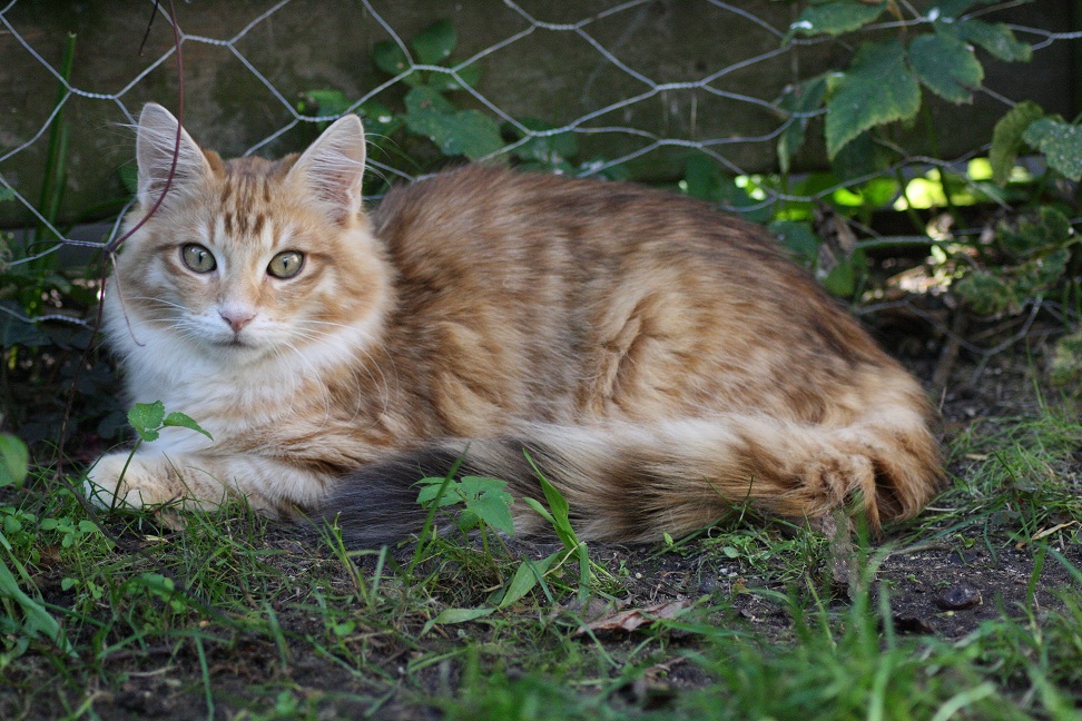 File:Amberkater.jpg - Wikimedia Commons