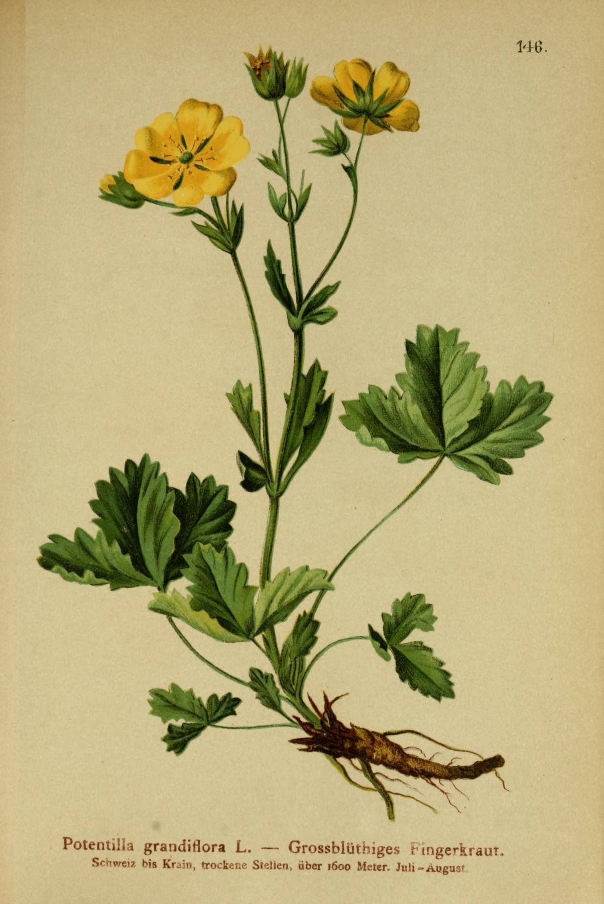 Лапчатка крупноцветковая Potentilla megalantha