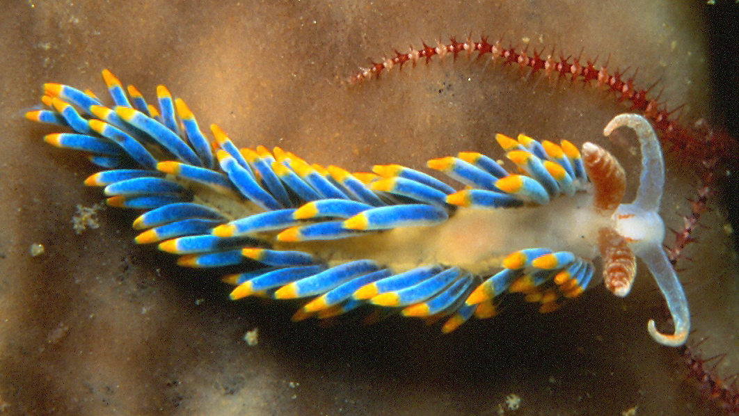 marine slugs