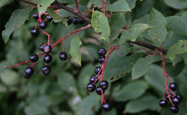 File:Bird Cherry (Prunus padus) - geograph.org.uk - 522527.jpg