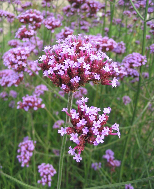 Verveine — Wikipédia