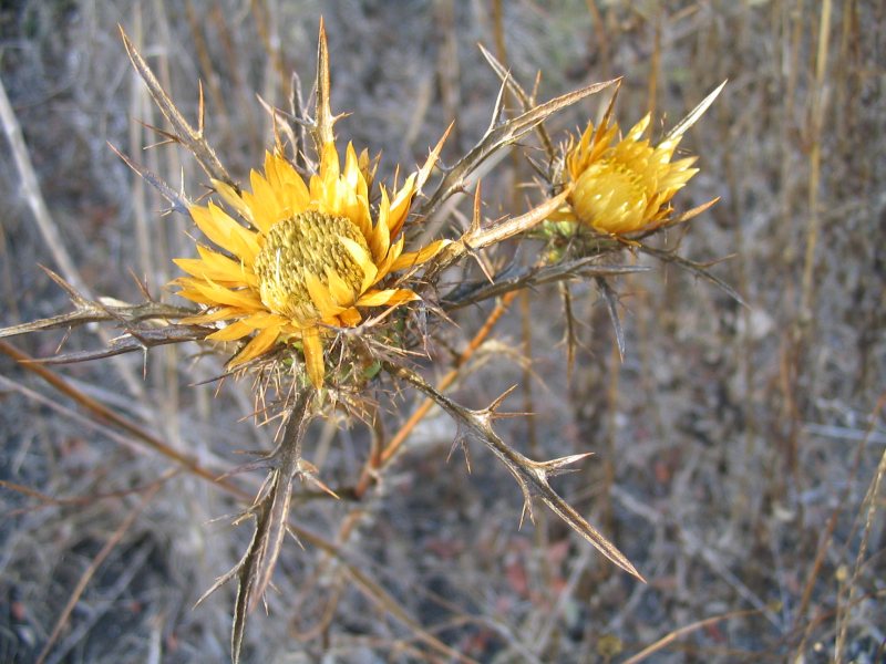 File:Carlina curetum.jpg