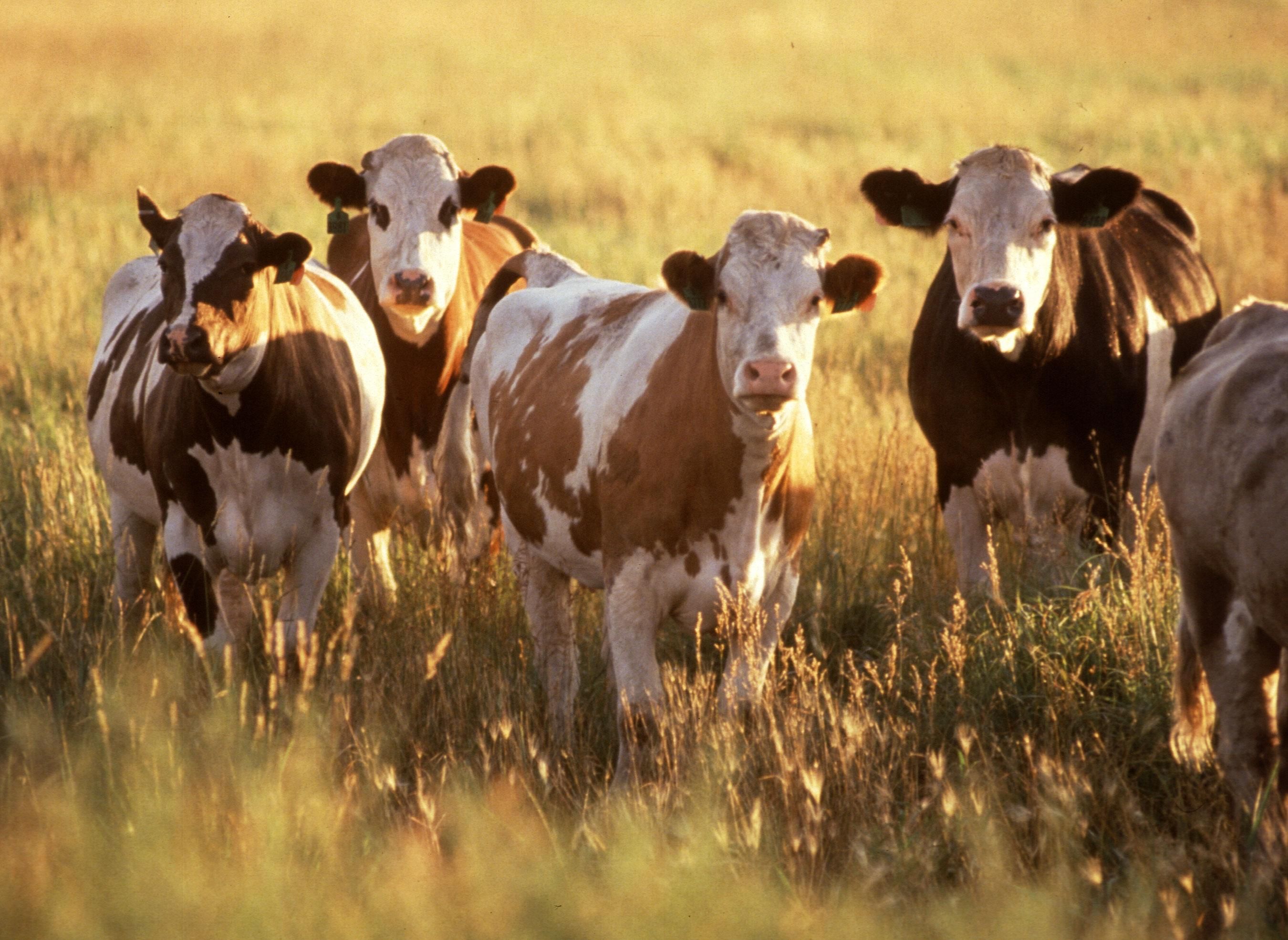 file-cattle-1-jpg-wikimedia-commons