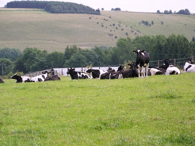 File:Cattle near Old Wardour Castle - geograph.org.uk - 887351.jpg