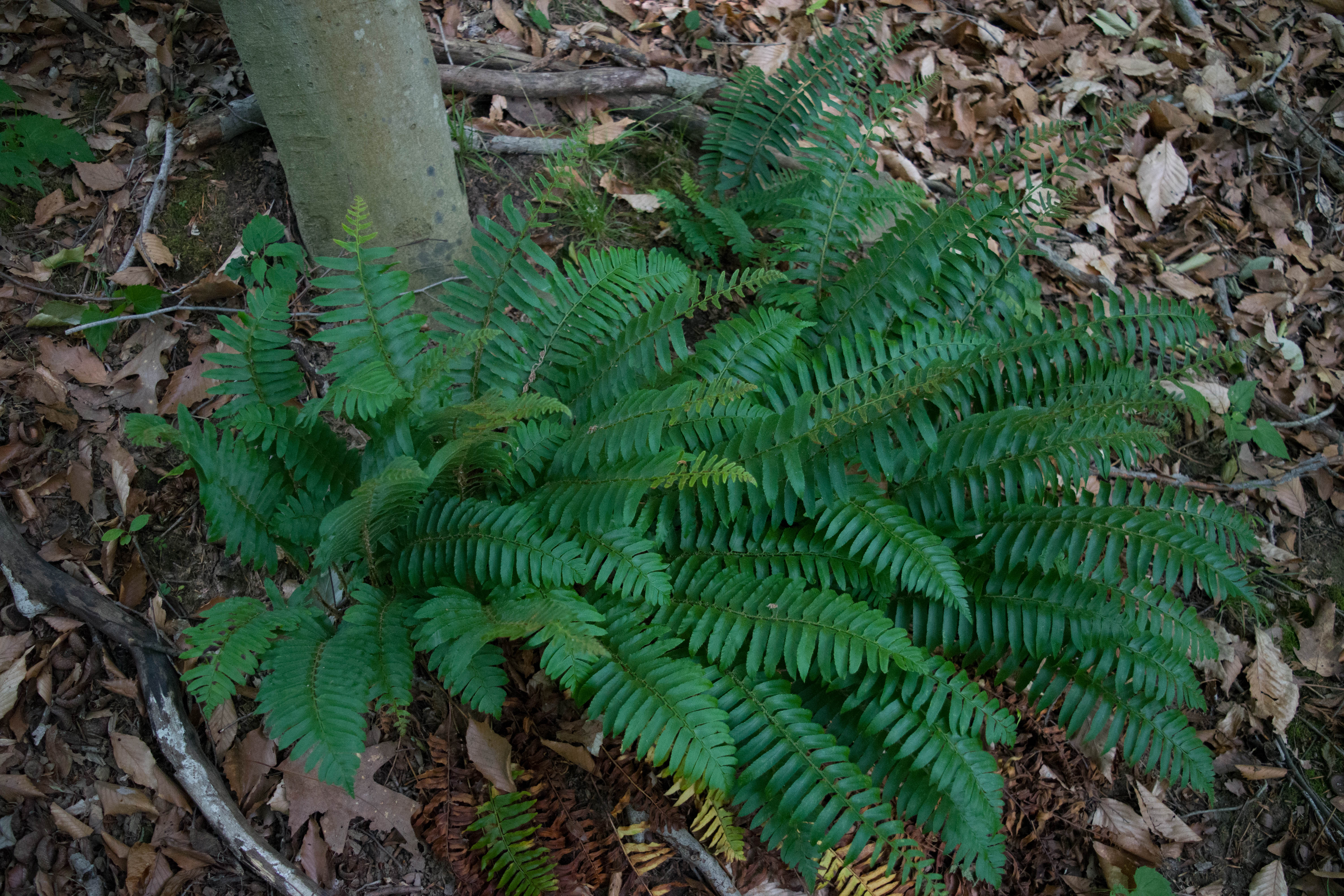 Image of Polystichum acrostichoides plant